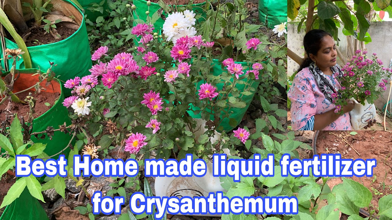 செவ்வந்தி பூ செடி வளர்ப்பில் இது தான் உண்மை!?/Liquid fertilizer/Bio