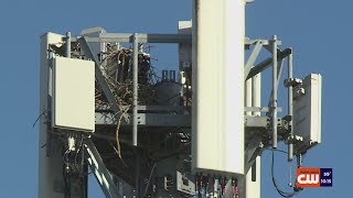 Active osprey nest on NE Portland cell tower intentionally obstructed, neighbors say
