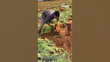 Large-scale carrot harvesting: efficient farming methods