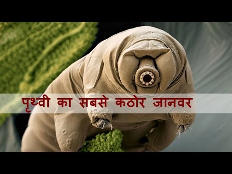 हमारे बीच घूम रहा है दूसरी दुनिया का प्राणी टार्डीग्रेड ? | Creature from another world tardigrade