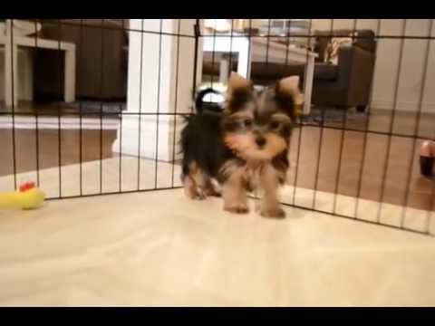 male teacup yorkie