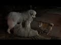 【ルンルンの裏庭】超大型犬2頭を束ねていたタロー
