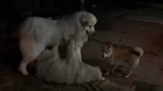 【ルンルンの裏庭】超大型犬2頭を束ねていたタロー
