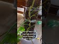 Using moss pole for propagation. #plants #plantlover #mosspole #propagation #philodendron