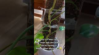 Using moss pole for propagation. #plants #plantlover #mosspole #propagation #philodendron