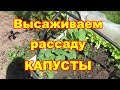 Посадите рассаду капусты этим способом и она будет вам благодарна!