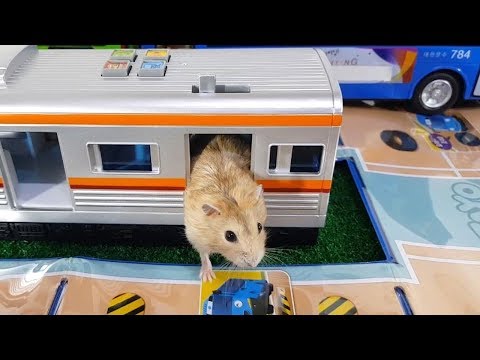 my-funny-pet-hamster-in-cars-maze---obstacle-course-for-hamster