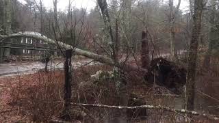 Suspended tree blocks road in Richmond