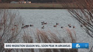 Arkansas Game and Fish Commission prepares for bird migration season