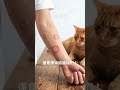 小心被貓咪傳染貓蘚！！！ #寵物 #cat #貓咪 #貓 #貓咪日常 #養貓要知道