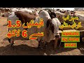 Cattle Prices and Unloading Sohrab Goth Maweshi Mandi 25 June 2020
