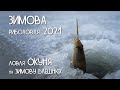 Зимова рибалка 2021. Ловля окуня на зимову блешню