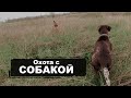 Охота с СОБАКОЙ | Курцхаар (kurzhaar)