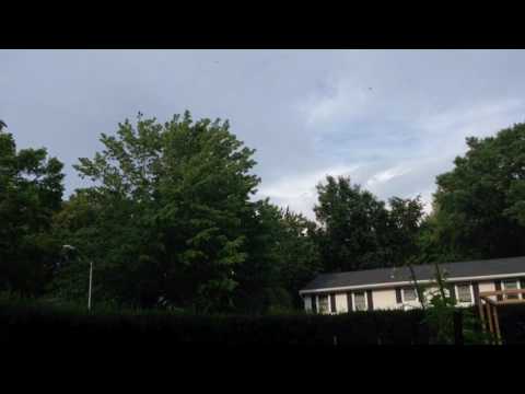 Dragonfly Swarm &
