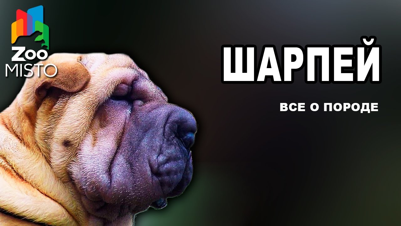 Порода собак Шеппердино
