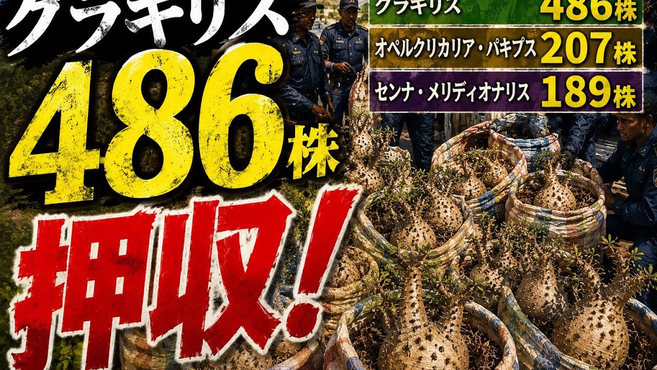 グラキリス486株が押収 マダガスカルで何が起きている？2025.2.17