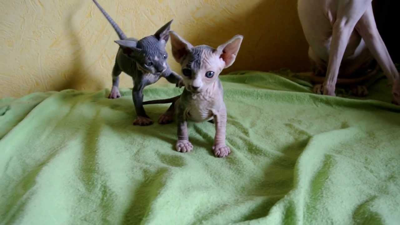 Chatons Sphynx 1 Mois Youtube