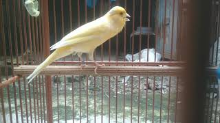 Download Lagu Kenari gacor siap lomba MP3