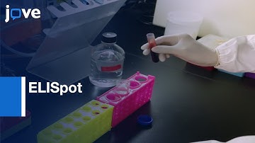 ELISpot as a Functional Readout of Humoral Immunity | Protocol Preview