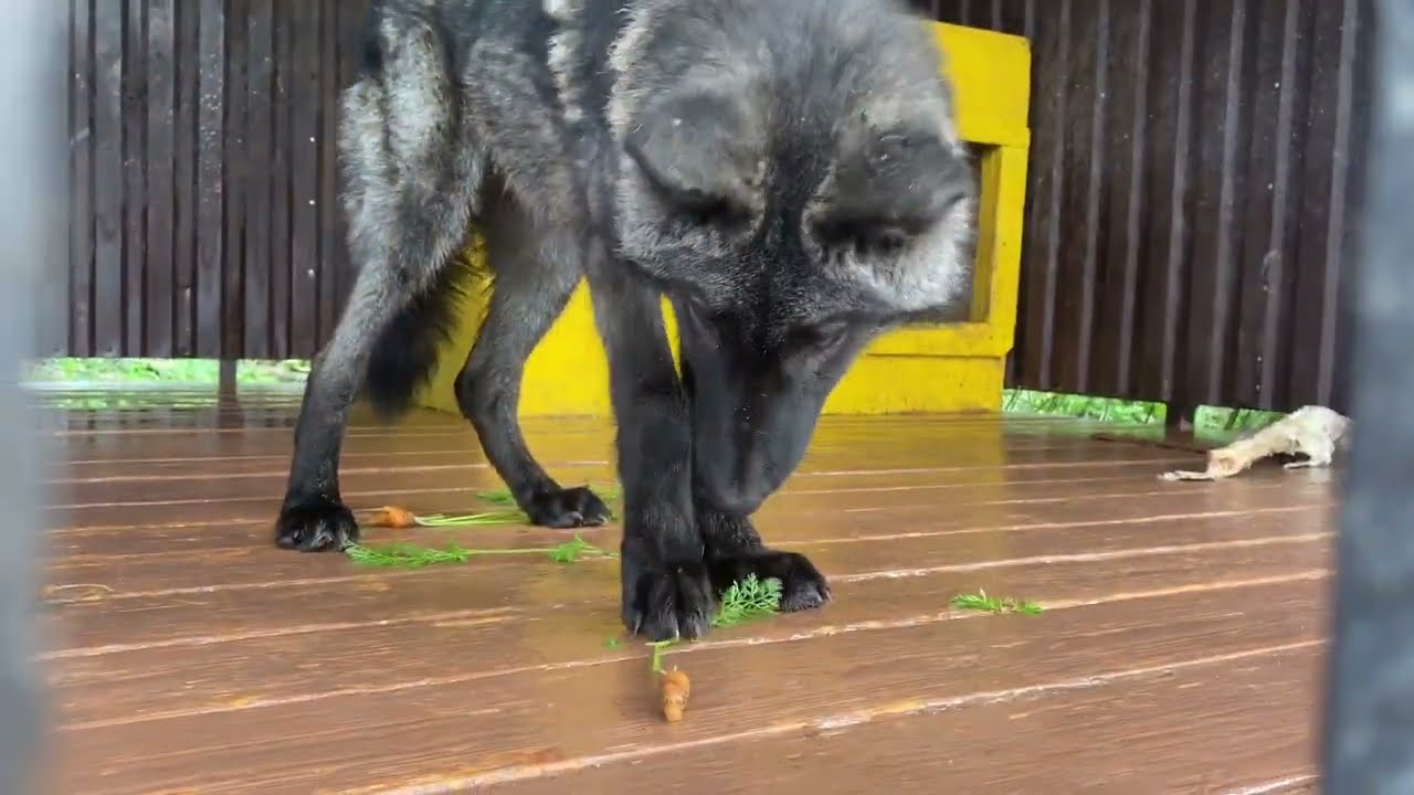 Волки едят морковь с грядки. YouTube приходит конец ⁉️🤯 - YouTube