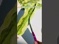 How to make Paper snake plant🌿 | how to make artificial plants at home #diyideas #snakeplant