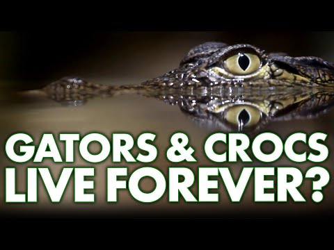 Alligators and Crocodiles: