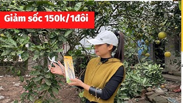 Cặp kéo cắt cành thép đúc nguyên khối giá tốt nhất - chất lượng NHẬT BẢN