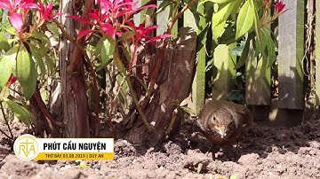 Phút Cầu Nguyện, Thứ Bảy 03/08/2019:  Quên Mình Vì Hạnh Phúc Của Người Khác