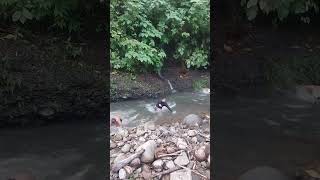 Watch carefully and see what happened. #horrorstories #animals #usa #동물힐링 #scarystories