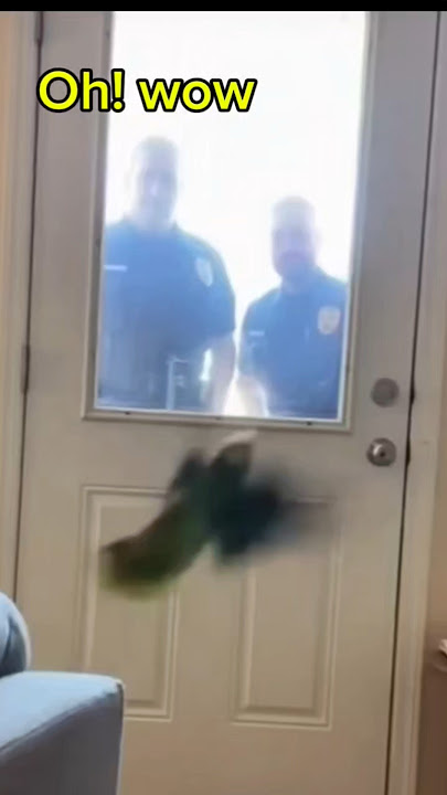 The commands #parrots