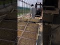 いい感じ、苗並べ2024