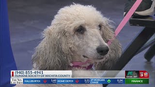 Cora the poodle mix is up for adoption