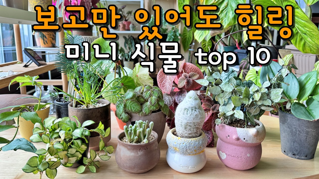 손바닥 위 작은 정원 🪴 미니 식물의 매력! 작은 화분 하나로 분위기 UP! 초보도 OK! 실내에서 키우는 미니 식물 Best 10