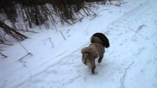 Vyrus - dziki bieg po śniegu