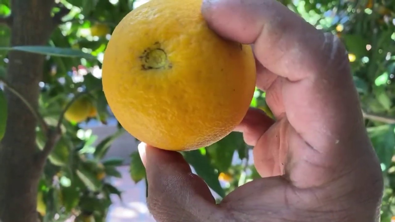 Las frutas solo son adorno en Estados Unidos YouTube Las frutas solo son adorno en Estados Unidos YouTube