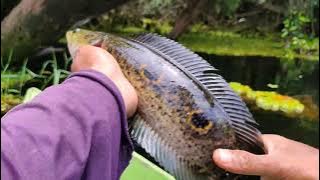 MANCING KERANDANG PAKAI UMPAN ANDALAN#BARU DI LEMPAR LANGSUNG DILAHAP#056