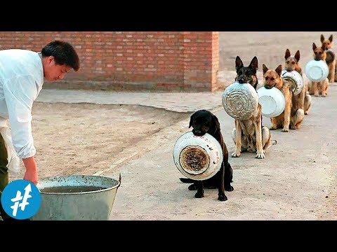 Video: 6 Anjing Heroik, Lucu, Dan Pintar Membantu Anjing Lain &#91;VIDEO&#93;