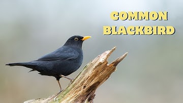 Blackbird Song - Beautiful Morning Singing of the Common Blackbird