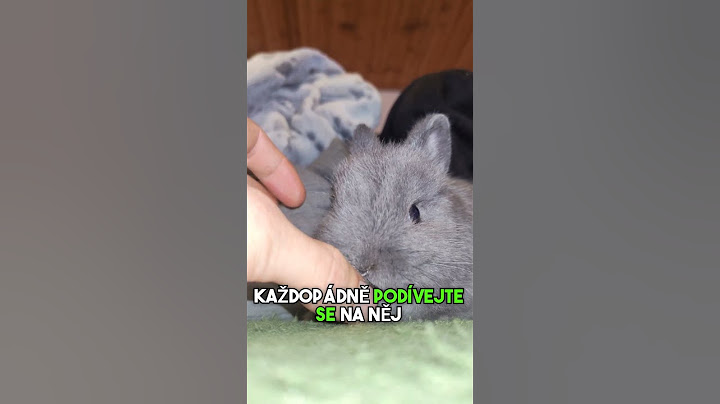 JAKÉ MU DÁME JMÉNO? #fyp#zajic#kralik#králík#chov#chovatel#zoo#zvire#cz#czech#sokolik