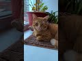 Very Cute Ginger Cat 😍// Subscribe for more cute videos