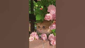 تبارك الذي بيده الملك وهو على كل شيء قدير ماتيسر من سورة الملك القارئ اسلام صبحي 💗🩷#اسلام_صبحي