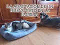 ADAPTACION DE UN NUEVO GATO EN LA FAMILIA