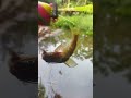 kumis ikan. #fishing #mancing #mancingmania #ikan
