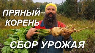 Пряный корень. Сбор урожая. Пряный корень. Сбор урожая.