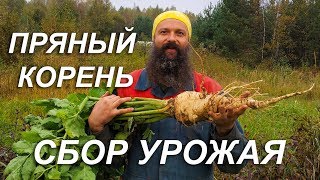 Пряный корень. Сбор урожая.