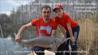 Рыбалка на озере Кошкино 2 мая 2018 года. Рыбалка на карпа. Рыбалка на осетра.