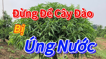 Nông Nghiệp - Cách Chăm Sóc Cho Cây Đào Mùa Mưa - Vườn Nhà Bon ( p13) #daotet