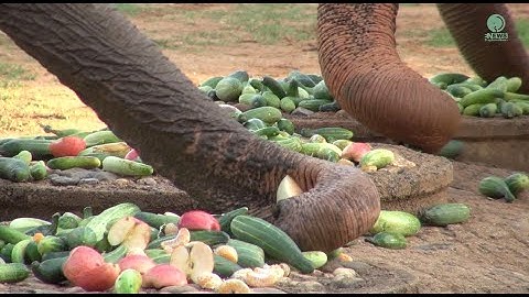 Elephant’s Trunk The Most Remarkable Organ Of An Elephant - ElephantNews