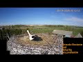 Gniazdo Bocianie pod Sokółką - 24 - 25.04.2026.