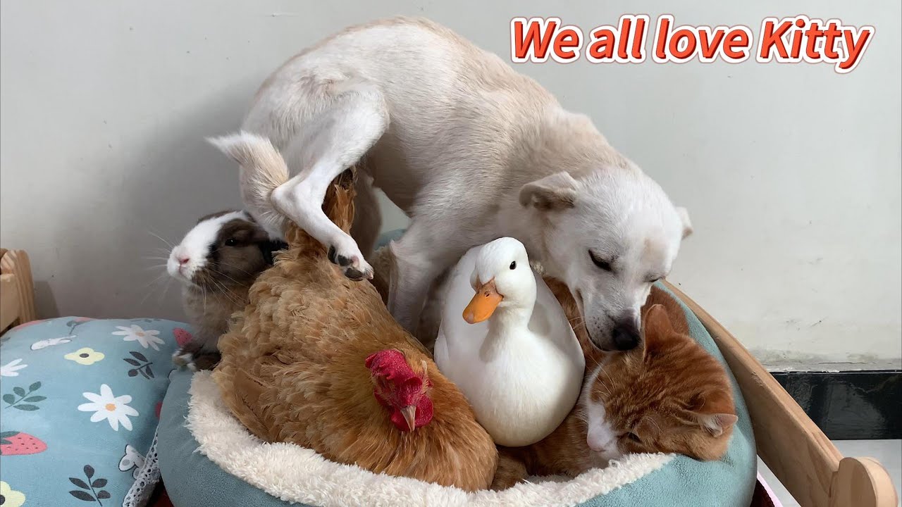 The hen, duck, rabbit, and puppy all want to be Kitty's favorite! What a happy family! So funny!